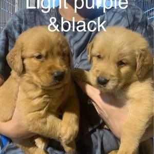 Meet your Posher, Tom